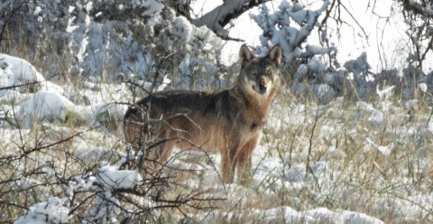 Francesco, l'uomo che fotografa i lupi sull'Alta Murgia: �Simbolo della natura pi� autentica�
